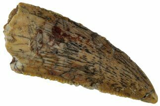 Serrated, Raptor Tooth - Real Dinosaur Tooth #261007
