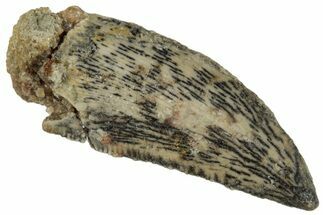 Serrated, Raptor Tooth - Real Dinosaur Tooth #261008