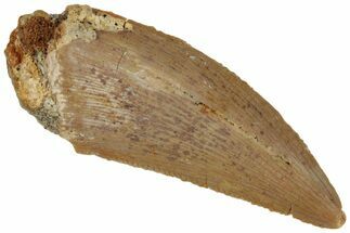 Serrated, Raptor Tooth - Real Dinosaur Tooth #261009