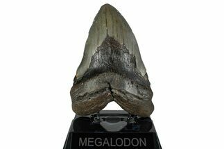 Huge, Fossil Megalodon Tooth - North Carolina #261088