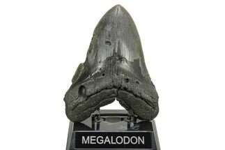 Fossil Megalodon Tooth - Massive River Meg #261194