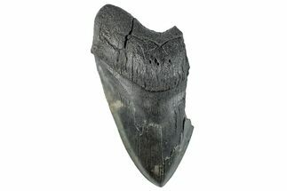 Partial Fossil Megalodon Tooth - Serrated Blade #261212
