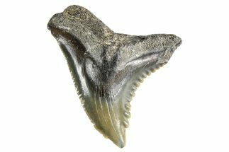 Snaggletooth Shark (Hemipristis) Tooth - South Carolina #261275