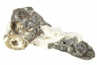 Permian Reptile Fossil Vertebra and Bone Fragment - Oklahoma #261328