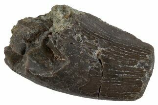 Partial, Megalosaurid (Marshosaurus) Tooth - Colorado #261670