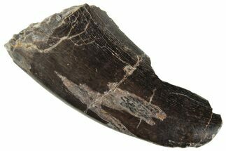 Serrated Megalosaurid (Marshosaurus) Tooth - Colorado #261688