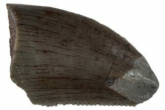 Serrated Megalosaurid (Marshosaurus) Tooth Tip - Colorado #261690