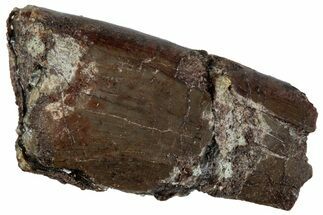 Partial, Theropod Dinosaur (Marshosaurus?) Tooth - Colorado #261691