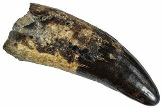 Fossil Crocodylian (Thecachampsa) Tooth - South Carolina #261731