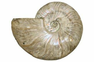 Silver Iridescent Ammonite (Cleoniceras) Fossil - Madagascar #260902