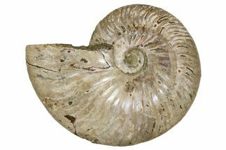 Silver Iridescent Ammonite (Cleoniceras) Fossil - Madagascar #260906
