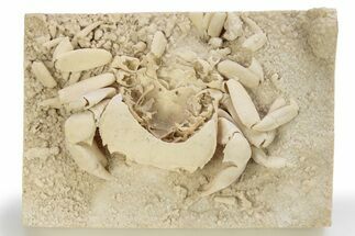 (BROKEN) Fossil Crab (Potamon) Preserved in Travertine - Turkey #242888