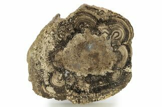 Polished Fossil Stromatolite Colony - Utah #261965