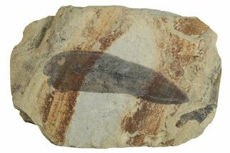 Pennsylvanian Fern (Macroneuropteris) Fossil - Illinois #262258