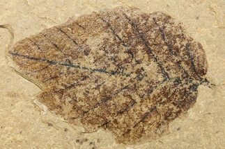 Plant Leaf Fossil Pos/Neg - McAbee, BC #262226