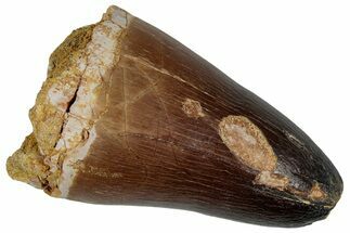 Large, Mosasaur (Prognathodon Currii) Tooth - Morocco #261892