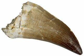 Huge Fossil Mosasaur (Mosasaurus) Tooth - Morocco #261893