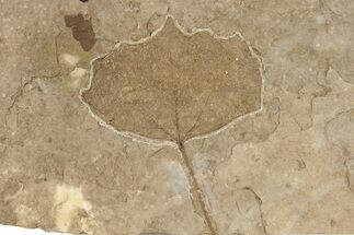 Fossil Poplar Leaf (Populus) - Nebraska #262273