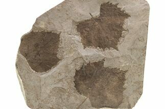 Multiple Fossil Sycamore Leaf (Platanus) Plate - Nebraska #262318