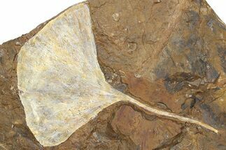 Monster Fossil Ginkgo Leaf From North Dakota - Paleocene #262272