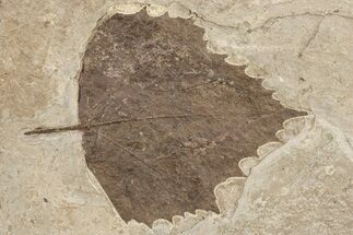 Fossil Poplar Leaf (Populus) - Nebraska #262291