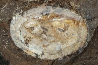 Paleocene Fossil Seed Pod - North Dakota #262293