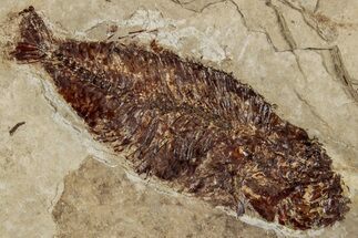 Miocene Fossil Fish (Undescribed) - Nebraska #262295