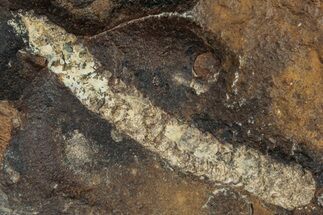 Paleocene Fossil Catkin (Palaeocarpinus) - North Dakota #262313