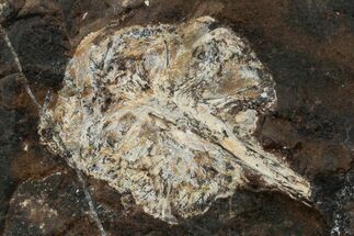 Paleocene Fossil Cone (Parataxodium) - North Dakota #262327