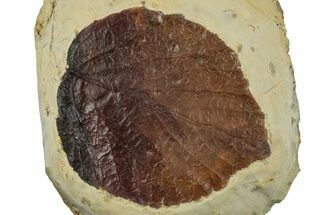 Fossil Leaf (Davidia) - Montana #262369