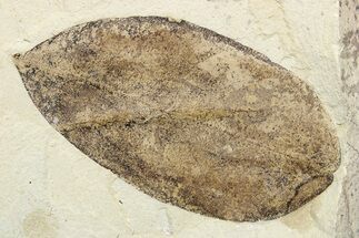 Eocene Fossil Swartzia (Legume) Leaf - Utah #262380