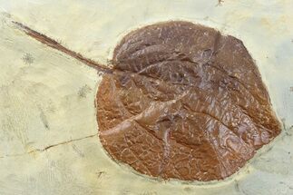 Fossil Leaf (Rhamnites) - Montana #262385