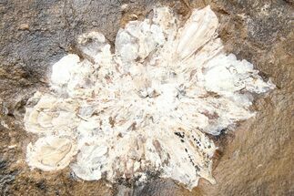 Paleocene Fossil Fruit - North Dakota #262420