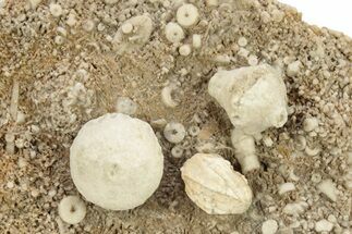 Mississippian Fossil Crinoid & Blastoid Plate - Iowa #262446