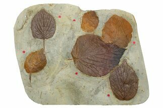 Wide Plate with Six Fossil Leaves (Three Species) - Montana #262520