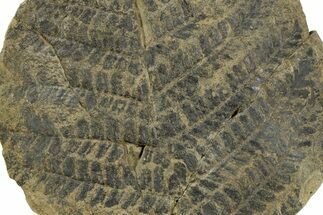Fern (Pecopteris) Fossil Plate - Mazon Creek #262560