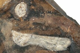 Paleocene Fossil Samara (Acer) - North Dakota #262434