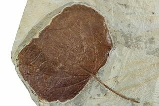 Fossil Leaf (Zizyphoides) - Montana #262481