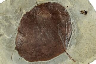 Fossil Leaf (Zizyphoides) - Montana #262492