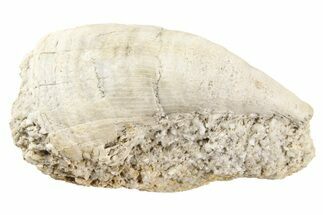 Mississippian Fossil Horn Coral - Iowa #262471