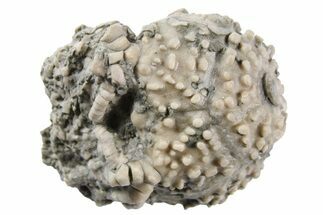 Fossil Crinoid (Platycrinites) - Crawfordsville, Indiana #262494