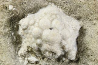 Fossil Crinoid Calyx - Crawfordsville, Indiana #262499