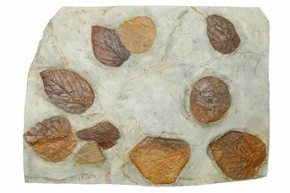 Wide Plate with Ten Fossil Leaves (Three Species) - Montana #262714