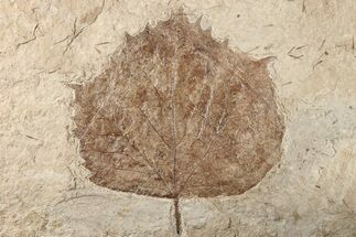 Fossil Sycamore Leaf (Platanus) - Nebraska #262736