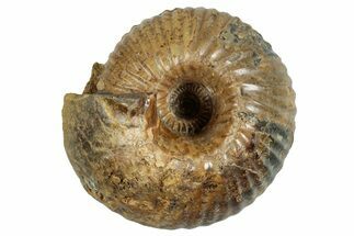 Jurassic Ammonite (Cadoceras) Fossil - Gloucestershire, England #262533