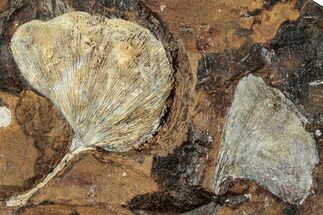 Two Fossil Ginkgo Leaves From North Dakota - Paleocene #262654