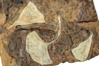 Three Fossil Ginkgo Leaves From North Dakota - Paleocene #262667