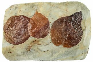 Wide Plate with Three Fossil Leaves (Two Species) - Montana #262702