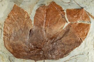 Fossil Sycamore Leaf (Macginitiea) - Montana #262763