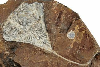 Fossil Ginkgo Leaf From North Dakota - Paleocene #262782